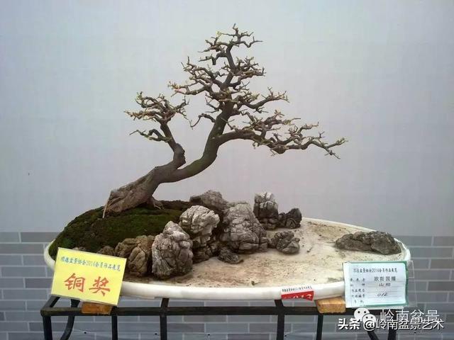 山桔种植方法，山桔盆景，其实没那么难养！