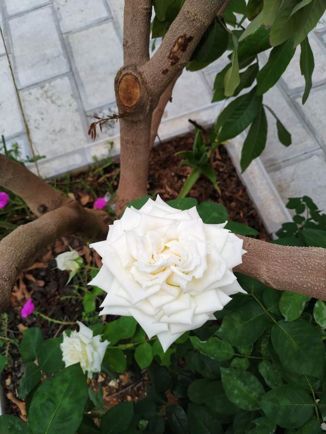 玫瑰花怎么修剪，玫瑰花如何修剪枝条较好（送人既有心意又有新意）