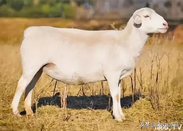 大同特产，世界上最好的羊，看看都在哪（大同特产有什么可以送礼的）