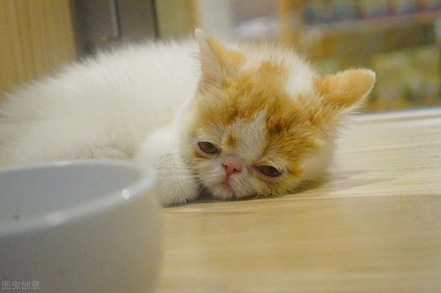 猫咪驱虫多少钱，猫驱虫多少钱（猫咪体内外驱虫多少钱）