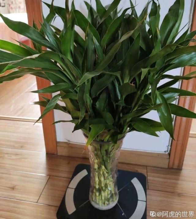 吸收甲醛的植物，哪种植物具有吸收甲醛的功能（净化空气最厉害）