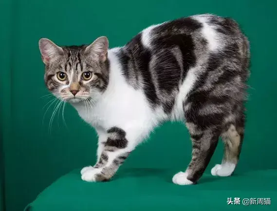 猫咪拔牙多少钱 猫咪拔牙后多久可以完全康复