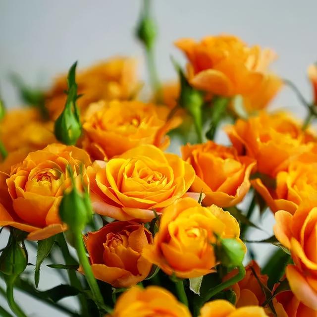 各种玫瑰花的含义，各色的玫瑰花有什么含意（一篇文章认全花店必备80种玫瑰花）