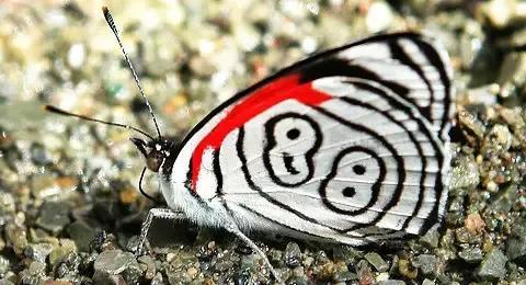 蝴蝶相关介绍，蝴蝶几条腿（世界上最美丽的八种蝴蝶）