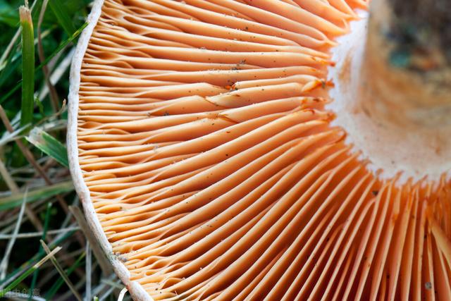 松树菇的功效与作用,松树菇的功效与作用是什么(江西丘陵山区的清明菇