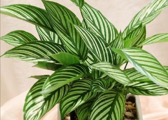 什么藤蔓植物喜阴，喜阴的爬藤植物有哪些（可养8种喜阴的植物）