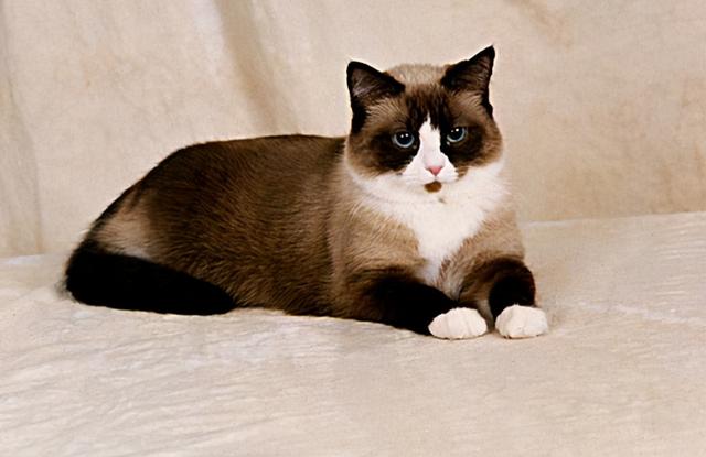 猫的所有种类，猫的所有种类及图片（30种知名的猫咪，你都认识吗）