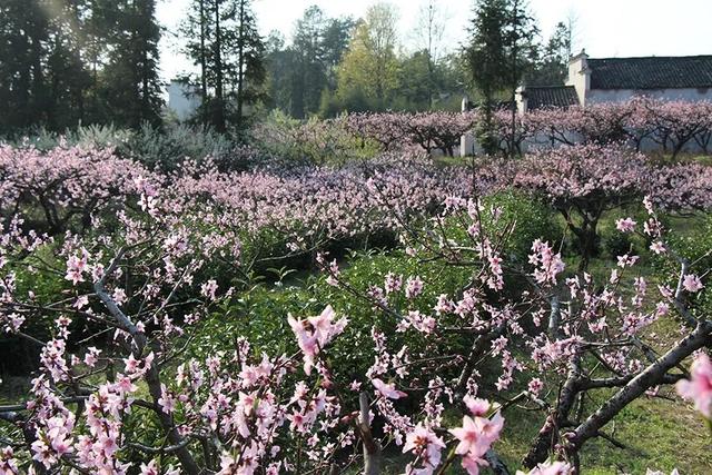 宏村在哪里，安徽宏村在哪里（宏村、西递等旅游景区恢复开放）