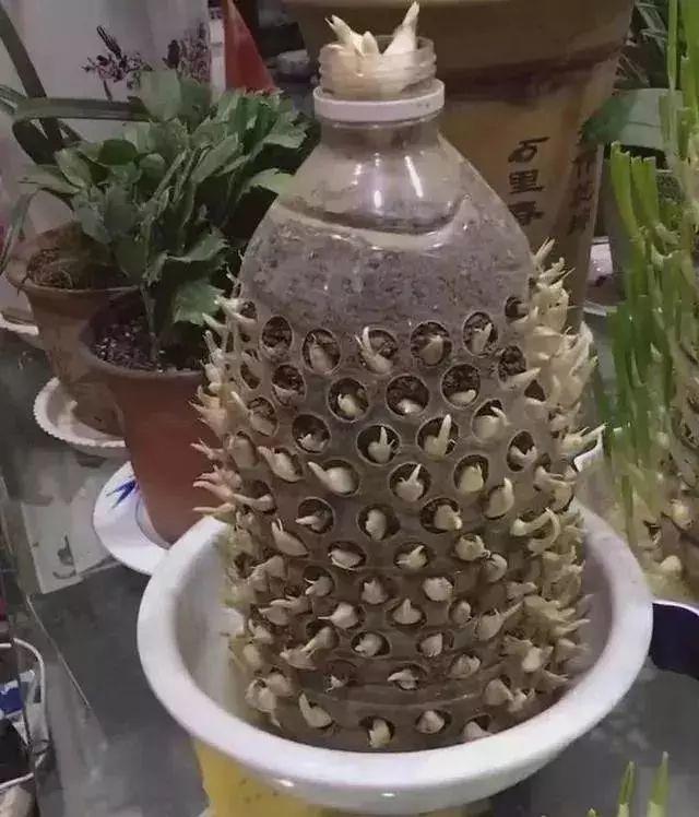 平菇种植最简单方法，平菇种植最简单的方法（喷喷水就能长）