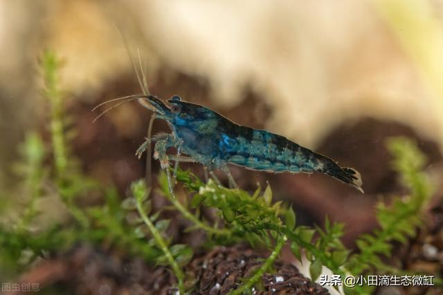 虾的种类有哪些，河里的虾的种类有哪些（适合新手饲养的宠物虾及小型观赏虾详情）