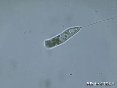微生物镜检标准是多少，污水处理厂微生物镜检流程与污泥活性分析总结