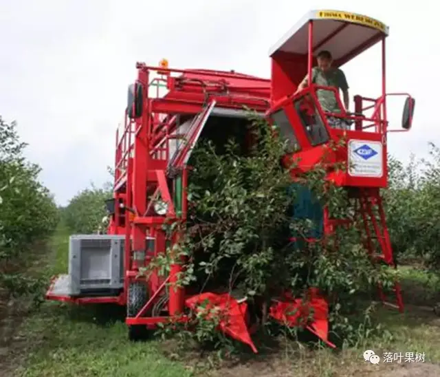 樱桃的特点，欧洲波兰甜樱桃与酸樱桃的商品化栽培历程（樱桃的特点）