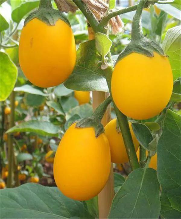 鸡蛋果的吃法，鸡蛋果的吃法与做法（以前在农村没人要如今却成上好的美食）