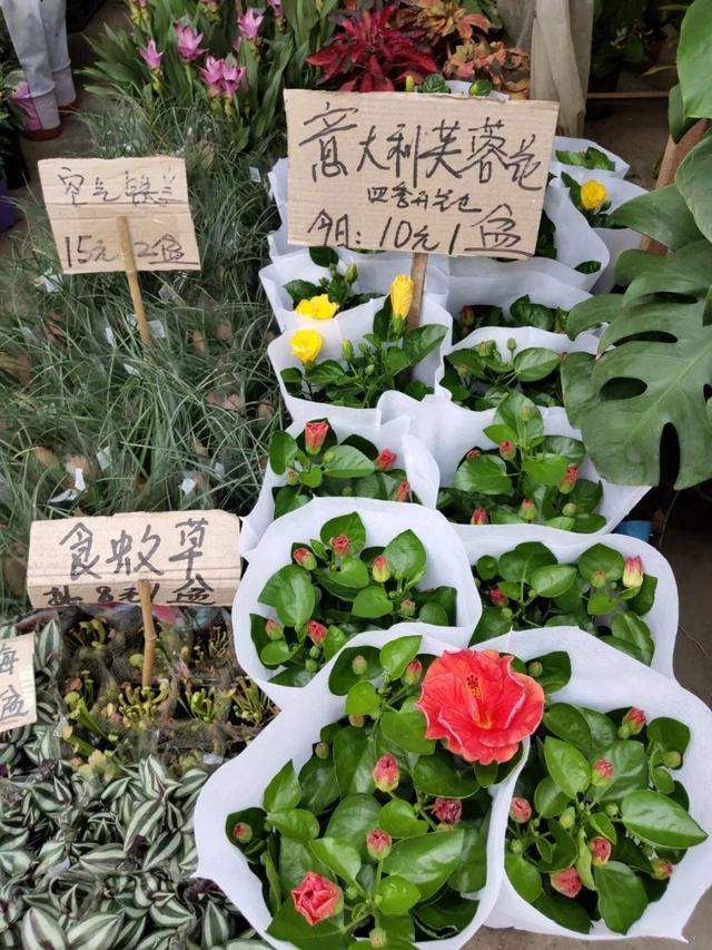荷花最好看的品种是什么，这花最好看、最好养