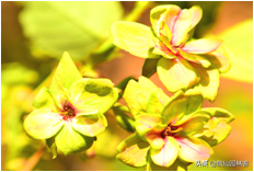 中国樱花有几个品种，中国樱花树品种（这81种樱花）