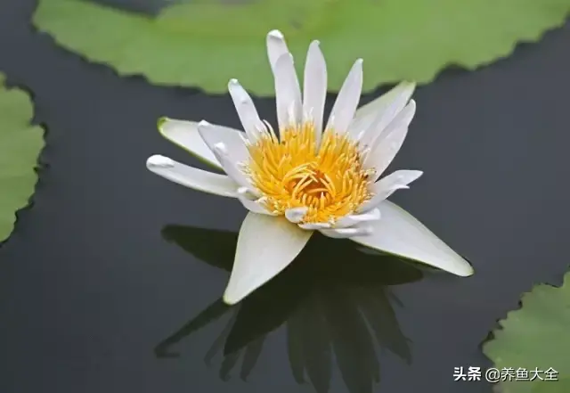 莲花的别称有哪些，莲花的别称有哪些拼音（ 太齐全太珍贵了）