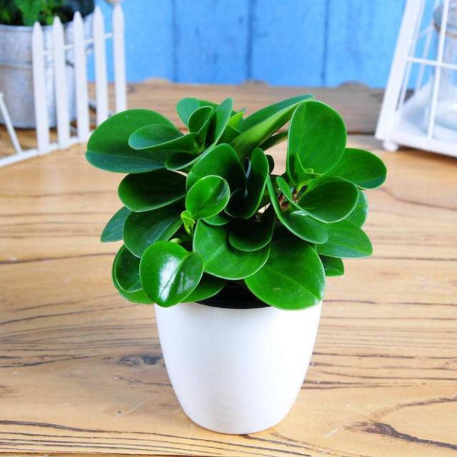 豆瓣绿的养殖方法和注意事项，豆瓣绿的养殖方法和注意事项四季海棠（学会这4点养的棒棒哒）