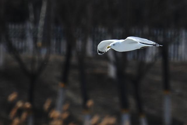 水鸡是什么，水鸡是什么车（西方秧鸡、叽咋柳莺......）