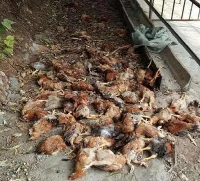 四大仙是什么动物，东北四大仙是什么动物（有什么办法对付它们呢）