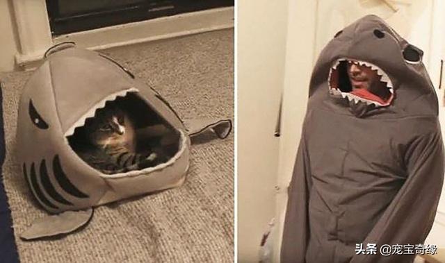 被装在包包里的毛孩纸，被装在包包里的毛孩纸怎么处理（铲屎官为毛孩们所做的事情让人感动图片）