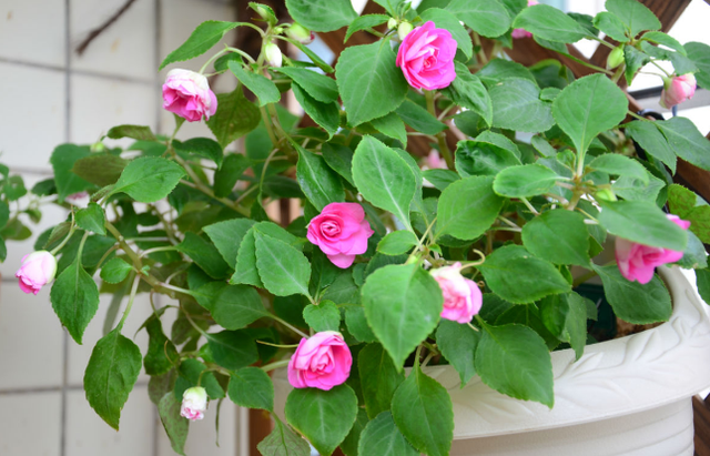 洗米水怎么处理才达标排放，洗米水能杀菌吗（就先将淘米水、菜叶子制作成肥料吧）