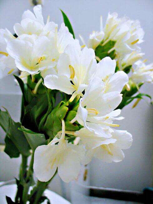 杜若花的花语，古诗杜若是什么花（杜若～花开如蝶）