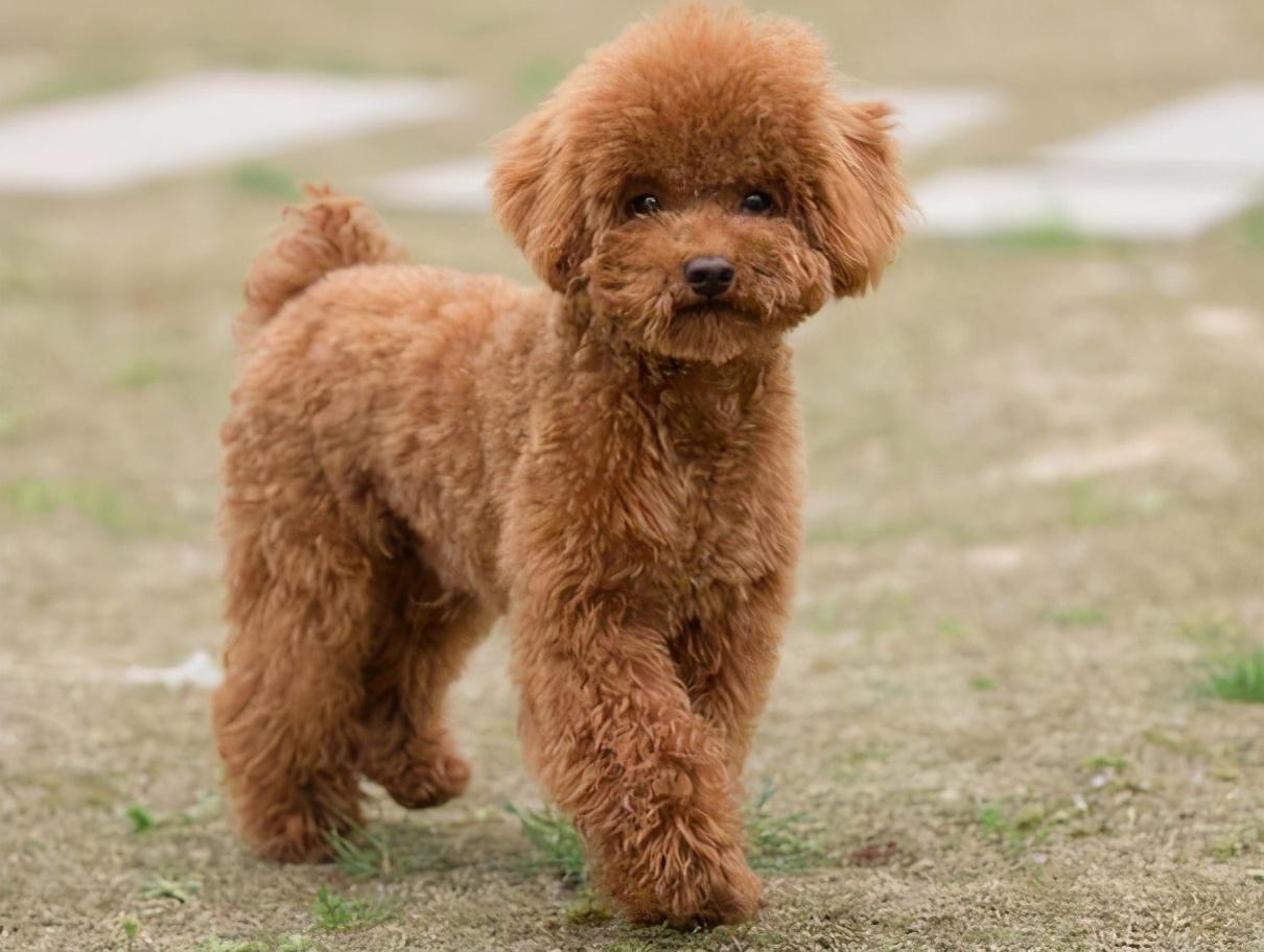 泰迪成年狗多少钱一只(泰迪犬的标准体重是多少) - 价格百科