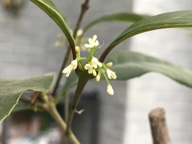 月桂树是每月开花吗，月桂树是不是每月开花（芳香四溢的四季桂花-月月桂的花期）