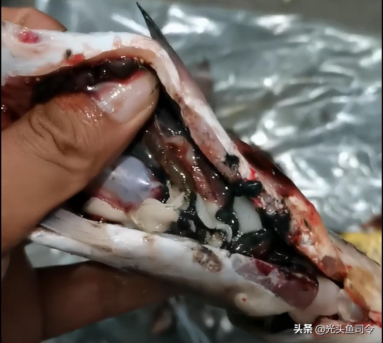 鱼生寄生虫(顺德鱼生寄生虫)