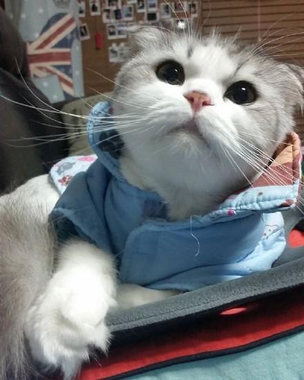 冷酷霸气的网名，2022网名霸气冷酷好听（冷酷独特宠物名字霸气不撞车-可爱点）