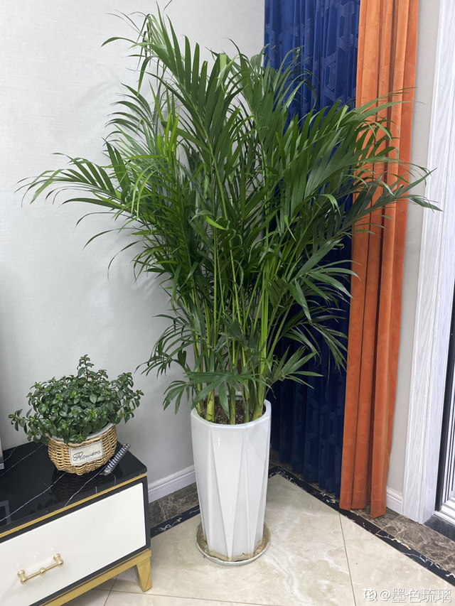 凤尾竹和散尾葵哪个好，凤尾竹和散尾葵的区别（带你安心入眠没烦恼）