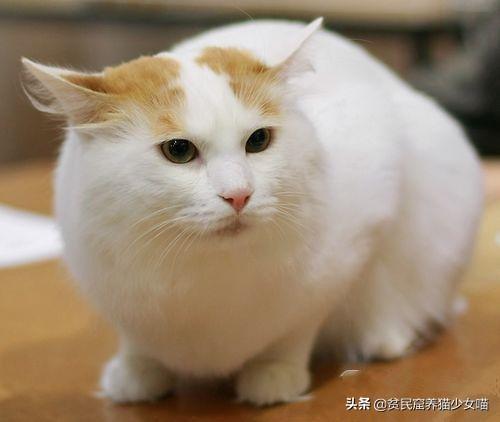 土耳其最浪漫的猫，实际上身价高过布偶猫——土耳其梵猫