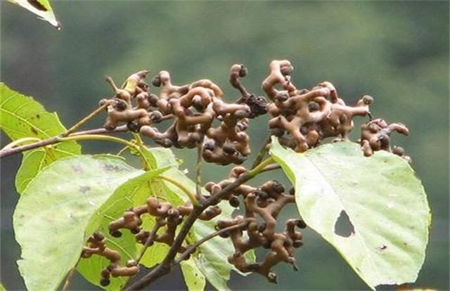 拐枣种植技术，拐枣种植技术视频（拐枣的高产栽培种植技术）