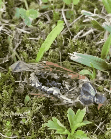 广岛辐射后的蛇,合肥信用卡(43张活久未见的图片)