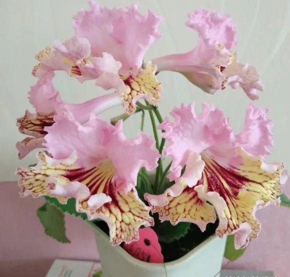 鸟尾花的繁育管理，鸟尾花 花期（30种耐阴花）