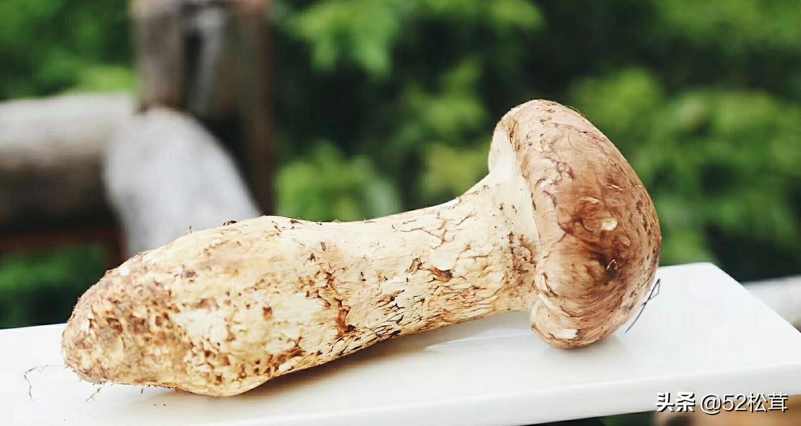 斯达纳松茸产自四川甘孜地区的斯达纳雪山,此地植物资源很丰富,是个多