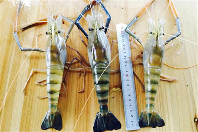 1,罗氏虾是大型淡水经济虾类,有"淡水虾王"的称呼