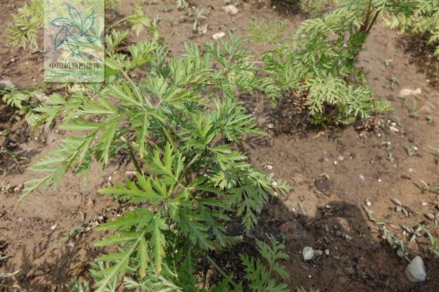 本草图经作者是谁，《本草图经》的作者（芎藭 蘼蕪 藁本）