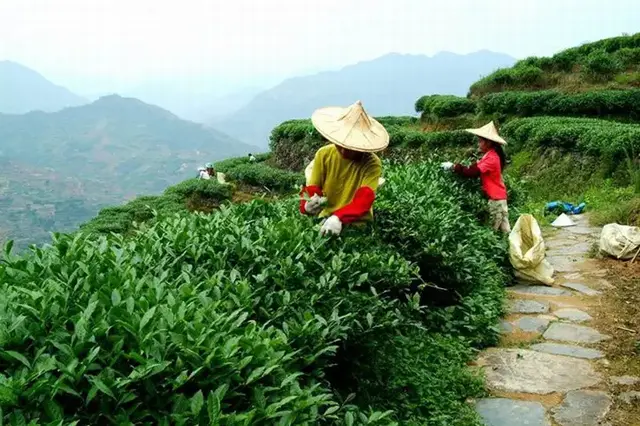 中国十大名茶是哪十大名茶，中国十大名茶是哪十大名茶及类型（中国“十大”名茶）