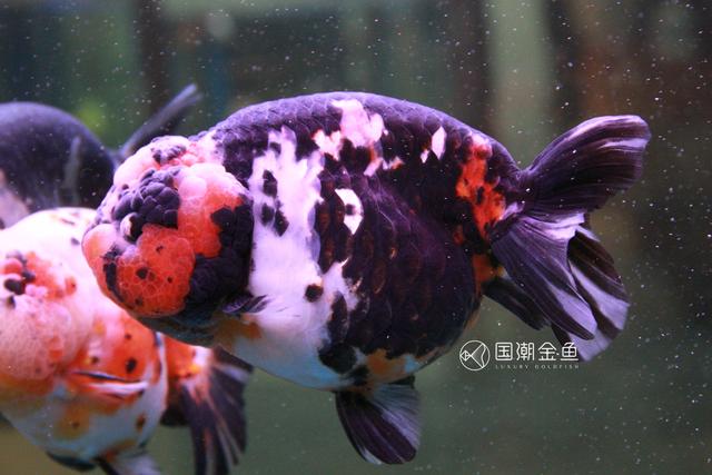 困水的正确方法，鱼缸怎么换水（把好金鱼成长的每一关）