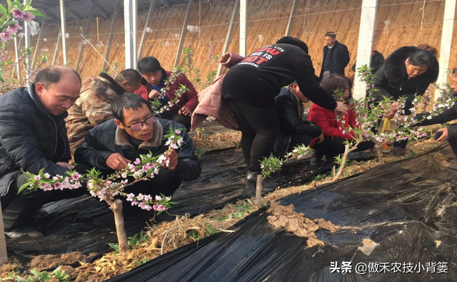 桃树嫁接时间和方法，桃树几月份嫁接合适及嫁接方法（在什么时候、选什么砧木、用什么方法嫁接容易成活）