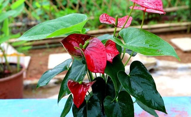 什么花四季都开，一年四季开花不断的花（5种漂亮的花）