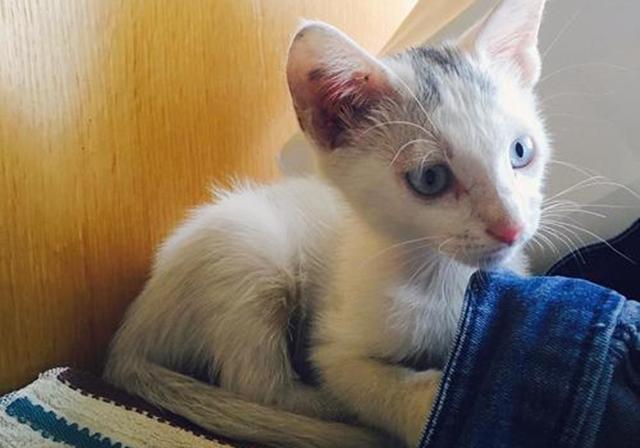 刚出生的小猫怎么养，刚出生的小猫怎么喂养（需从奶猫的日常需求出发）