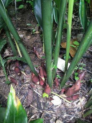 阳荷广泛分布在四川,广西,贵州等地区,阳荷其实是一