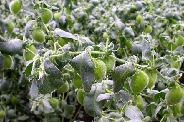 杂粮有哪些品种，粗粮都有什么（中国豆类大全）