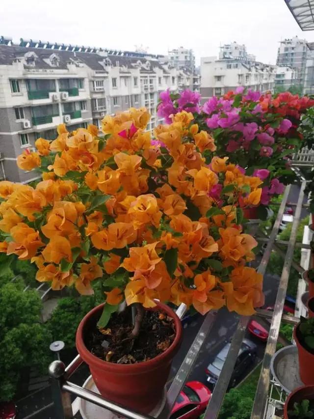 三角梅同安红是勤花吗，不要错过这3个品种
