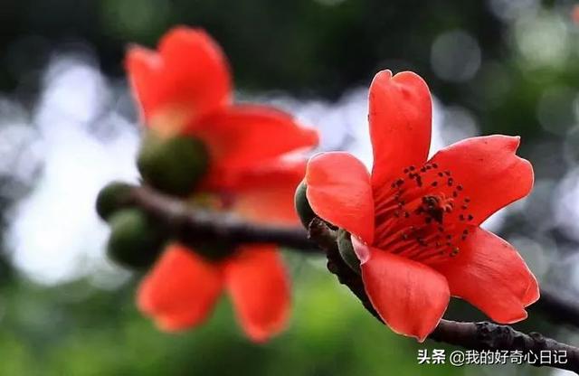 大腹木棉果实能吃吗，异木棉果能吃吗（一树开花，这是属于南方的浪漫）