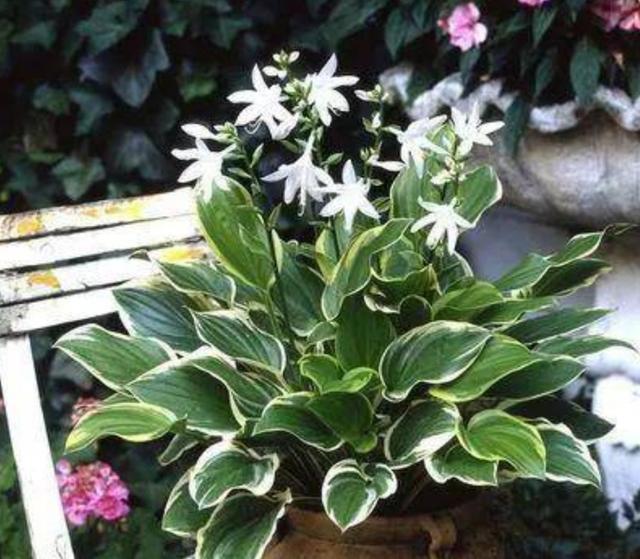 什么藤蔓植物喜阴，喜阴的爬藤植物有哪些（可养8种喜阴的植物）