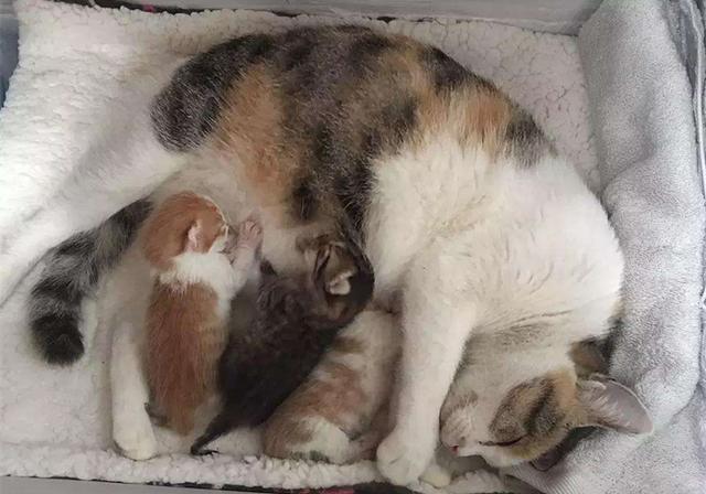 老鼠和猫为什么是天敌，为什么老鼠跟猫是天敌（猫咪不吃老鼠只因生活环境改变了）