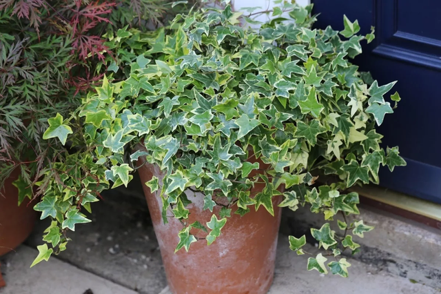 室内观叶植物，室内观叶植物特别需要氮肥